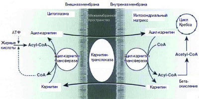 L-карнитин